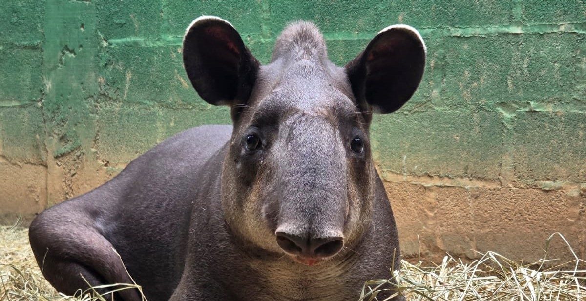 ANTA RESGATA NA RODOVIA